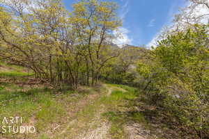 View of local wilderness