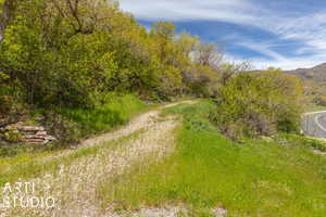 View of local wilderness