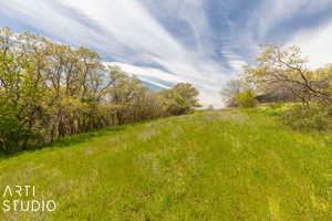 View of local wilderness