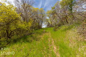 View of local wilderness