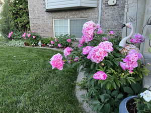 yard in summer