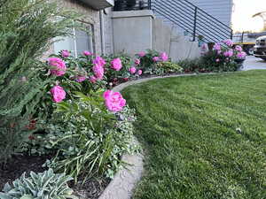 yard in summer