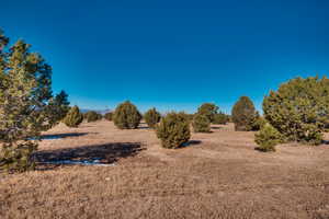 View of local wilderness with a rural view