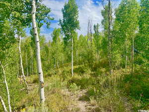 View of local wilderness