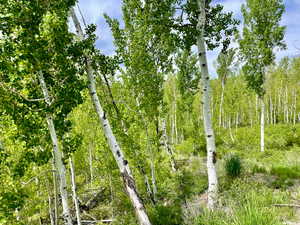 View of local wilderness