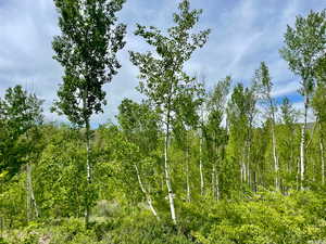 View of local wilderness