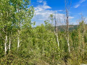 View of local wilderness