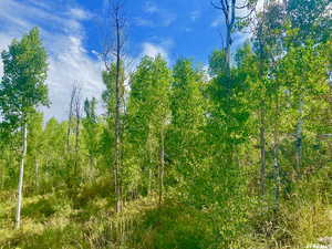 View of local wilderness