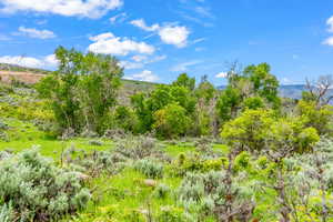 View of local wilderness featuring a mountain view