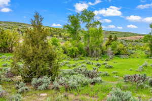 View of local wilderness