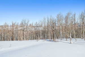 Snowy yard featuring a view of trees