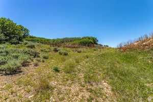 View of local wilderness