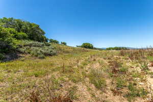 View of local wilderness