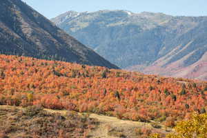 Mountain view featuring a forest view