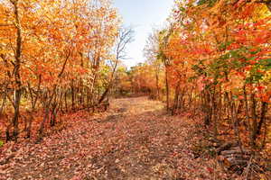 View of local wilderness