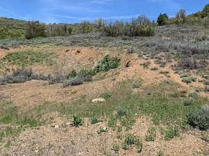 View of local wilderness