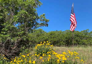 Wildflowers and Scrub Oak Cover the Lot