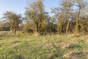 View of local wilderness