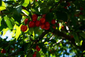 Cherry tree in the summer