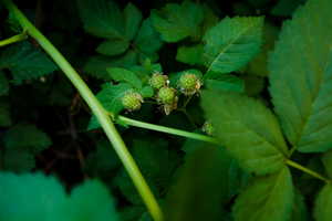 Blackberry bush in the summer