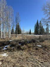 View of local wilderness