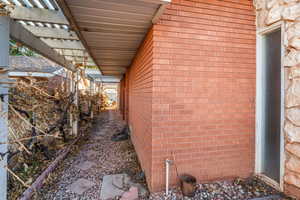 Grape Vines and side yard