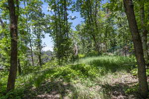 View of local wilderness