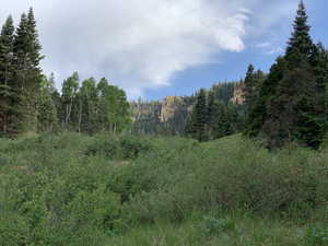 View of local wilderness