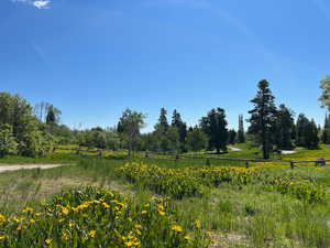 View of local wilderness with a rural view