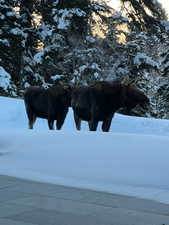 Moose on property