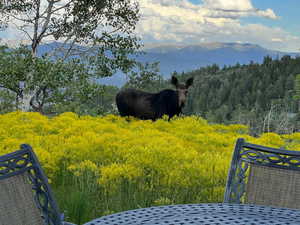 Moose on property