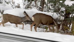 Deer on property