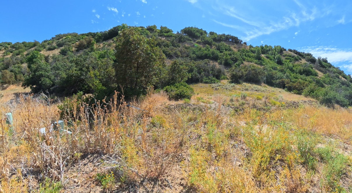 Mountain view featuring a heavily wooded area