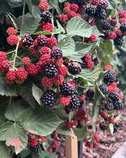 View of blooming blackberries, more than you could ever eat.