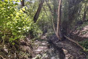 View of local wilderness