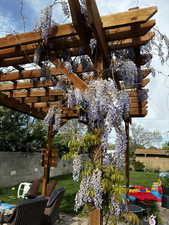 Exterior space, In the summer time this is what the wisteria on the pergola looks like.