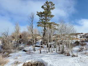 View of snow covered land and trees