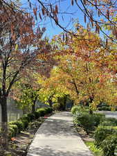 Gorgeous tree lined sidewalk backing the neighborhood