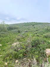 View of local wilderness