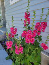 Hollyhocks in front yard