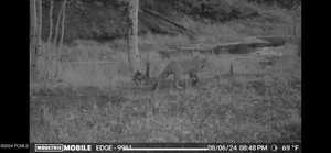 Photo 39 of 10780  FORD RIDGE RD
