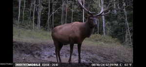 Photo 40 of 10780  FORD RIDGE RD