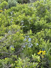 flowers are in bloom most of the summer