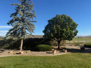 Summer View of beautiful mature trees and shed