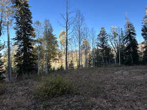 View of local wilderness