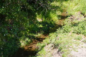 View of local wilderness