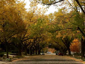 Beautiful Fall view of mature trees, on a tree lined street.