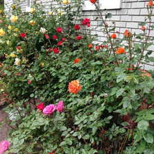 Beautiful rose bushes abound.