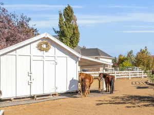 Happy horses