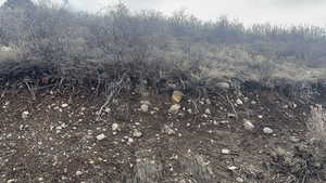 View of local wilderness